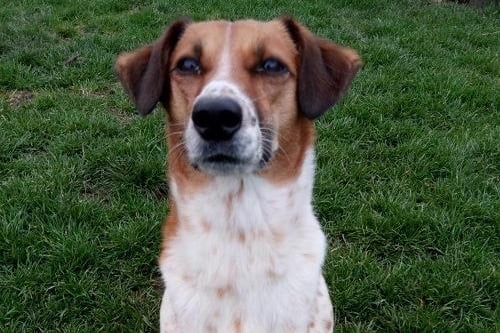Lady is a small to medium sized cross breed who Wadars said could probably best be described as a slim Basset Hound, without the ears! She is friendly and energetic, good around other dogs and was used to being around visiting grandchildren in her previous home. She also likes to swim!