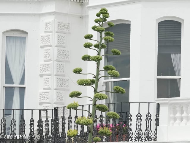 Like something out of the Triffids, this stunning agave is turning heads on Worthing seafront