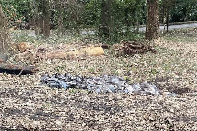 A local resident has voiced her concerns after stumbling across the bodies of dozens of dead pigeons left in a woodland in Chichester. Pic by Jo Beeby
