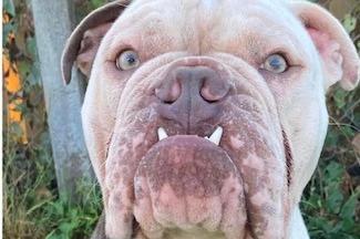 Clymping Dog Sanctuary said Ralphy 'is a character'. He has been with the charity for a while as he needs a female-only home with no children and no other pets. He is very loving, strong and well-trained. For the right person he will make a loving companion.