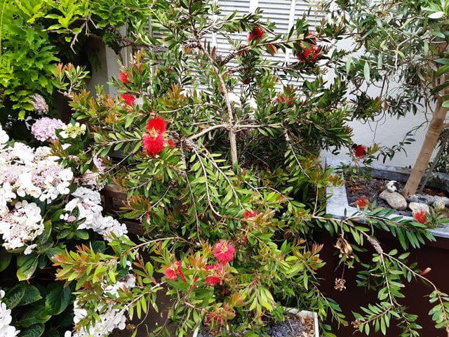 Floral splendour at Brunswick Cottages, a tiny courtyard of four fishermen's houses off the twitten that marks the historic boundary between Worthing and Heene
