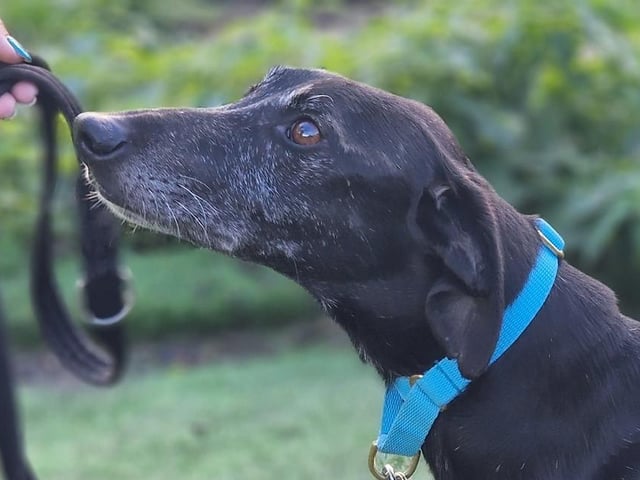 Sam is a friendly boy who is looking for a calm family and can live alongside another dog - preferably female. He's a gentle, curious boy who can be a little shy on meeting new people but soon warms up. The poor pup is terrified of fireworks and loud noises, which are particularly scary to him in the kennels, therefore he is desperately looking for a home, or at least a foster carer. He is sadly losing a lot of weight due to the stress of being in kennels. Arundawn said his new owner will need to help him 'find his feet'. He has not been tested around cats or small animals so cannot live alongside them.
