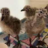 An animal rescue charity is appealing for volunteers to help care for seagull chicks aften taking in more than 100 in just a few weeks. Photo: Wadars