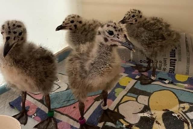 An animal rescue charity is appealing for volunteers to help care for seagull chicks aften taking in more than 100 in just a few weeks. Photo: Wadars