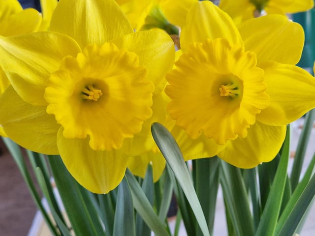 Daffodils