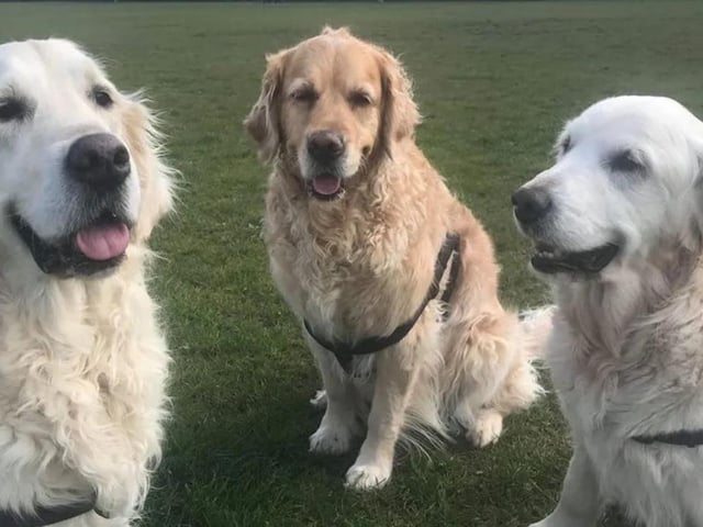 Lisa said: “Duncan has to be one of the worst cruelty cases Happy Paws has ever had to deal with - it was said if we had not rescued him he would of died within 48 hours!” Duncan was found in a horrible state but Happy Paws turned his life around and he was adopted by Lisa alongside his two sisters, Mollie and Maisie.