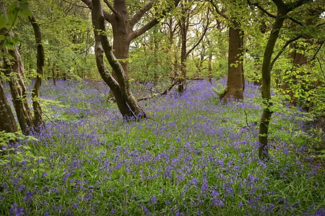 Arlington Bluebell Walk 2024. Photo taken on April 30.