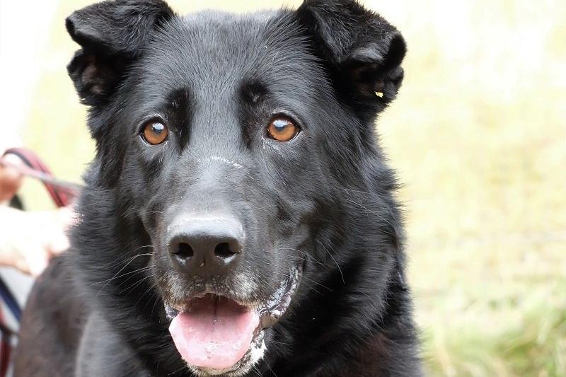 Lisa is a German Shepherd cross. She’s a friendly, very well trained dog ,who understands lots of commands. She walks very well, ignoring dogs, cars etc. She loves nothing more than playing ball in the paddock.