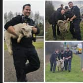 Runaway sheep rescued from busy Eastbourne roadside (photo from Eastbourne Police)