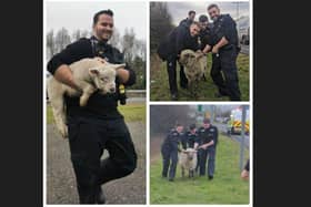 Runaway sheep rescued from busy Eastbourne roadside (photo from Eastbourne Police)