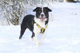 After the Met Office issued cold weather alerts across the country – amid ‘the big freeze’ – the UK’s largest dog welfare, Dogs Trust, issued its own warning, advising owners to keep their dogs away from ice. Photo: Dogs Trust Shoreham