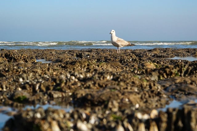 Seagull on Eastbourne beach, by Hannah Aldis. See more on Twitter: @HL_Aldis
