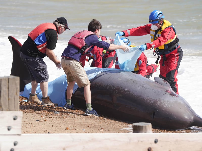 A northern bottlenose whale has washed up on the beach at Rustington
