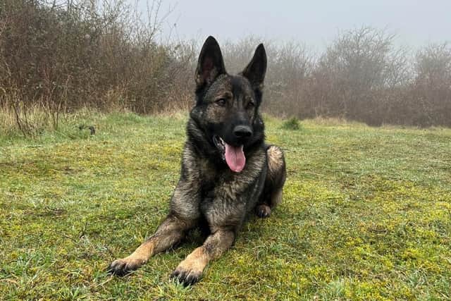 Dog Unit officer PC Ryan Ashworth was deployed along with police dog Cara (pictured) after a burglary in Worthing. Photo: Sussex Police