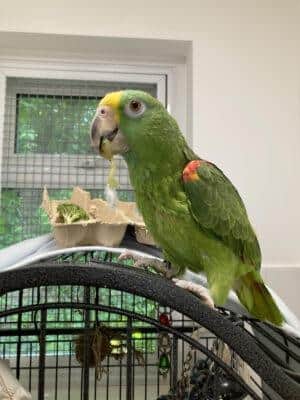 Dave is a male yellow-crowned Amazon parrot. Picture: RSPCA