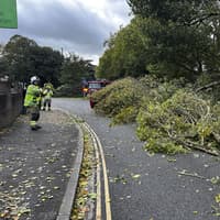 Chichester road blocked due to fallen tree