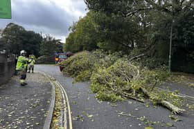 Chichester road blocked due to fallen tree
