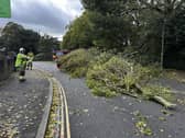 Chichester road blocked due to fallen tree