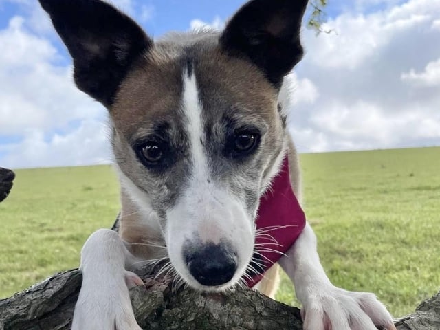 A rescue dog who spent nearly three years in kennels has found a loving home, after staff at a Sussex animal charity launched a daily TikTok campaign.