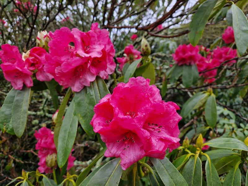 Rhododendrons