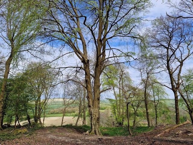You get some delightful distant views across the South Downs towards Harrow Hill