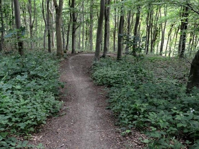 Take an active walk on either the Butchers Trudge or the White Horse View trail at Fineshade Wood. Picture: Peter Cripps