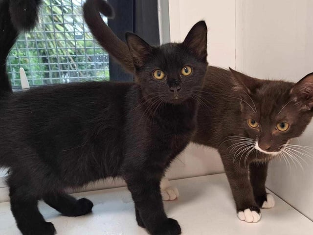 Ten-week old Beans (chocolate/white, male) and Berry (black, female) are a very bonded brother/sister pair. They can be a bit shy to start but once they know you they love cuddles and fuss. Beans and Berry could live with children and may be okay with other pets, with careful introductions.