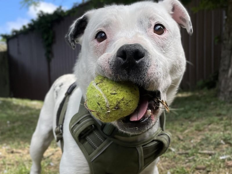 Elwood is a friendly and affectionate boy who loves nothing more than a good neck scratch. He walks well on the lead (although he is strong for his size) and really enjoys playing ball. He would prefer a home where he will not be left on his own for too long as he loves human company. Elwood will need a home without cats. He may be able to live with teenagers who are experienced around dogs.