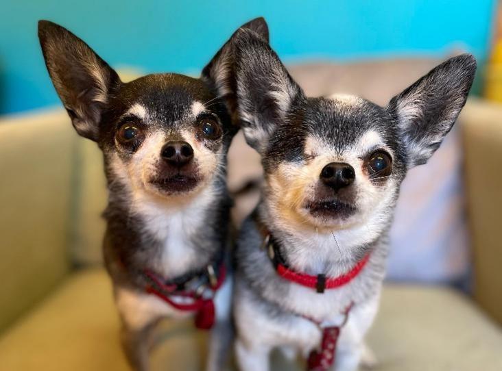 Midnight and Guinness are 11-year-old male Chihuahuas at Brighton Animal Centre in Braypool Lane.
