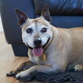 Molly is looking for a new home in Sussex. See our video to find out more about the adorable dog.