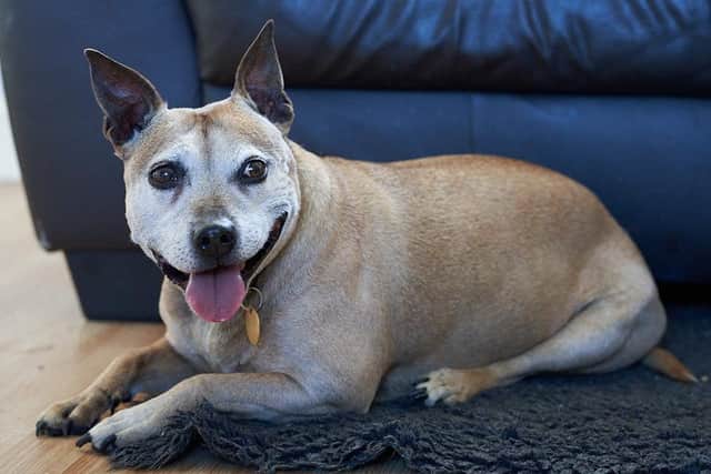 Molly is looking for a new home in Sussex. See our video to find out more about the adorable dog.