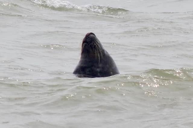 Marie Richardson captured this picture of a grey seal popping up to say hello at Hastings this week