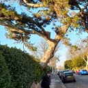 Overhanging tree in Downview Road, Worthing. Photo: Debbie Hampton