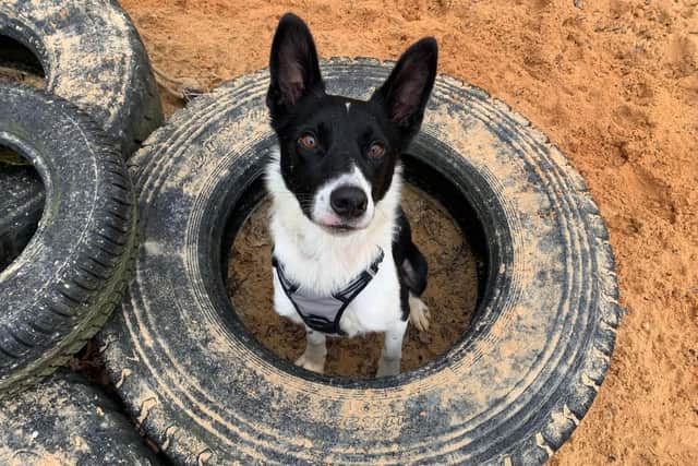 Residents are being given the chance to meet a kennel dog on Saturday as a Border Collie at RSPCA Sussex West Branch looks for a new home. Photo: RSPCA Sussex West Branch.