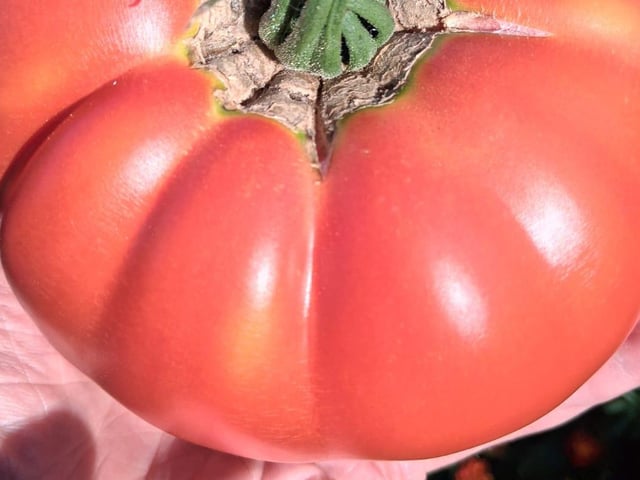 If you want to grow big tomatoes, try growing ‘Country Taste’, says Bill