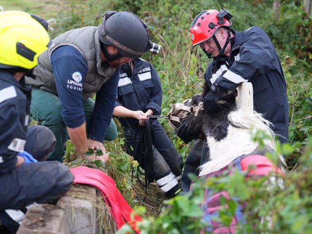 The team help to ease the stricken horse out of danger