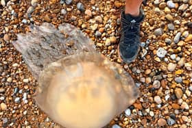 A dead barrel jellyfish on North Harbour Beach, Eastbourne, on Tuesday morning. Photo: contributed.