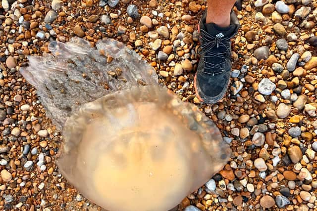 A dead barrel jellyfish on North Harbour Beach, Eastbourne, on Tuesday morning. Photo: contributed.