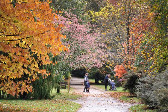 National Trust's beautiful Sheffield Park Gardens near Haywards Heath have long been a favourite with locals looking for autumn colour. The views across the lake are always spectacular.