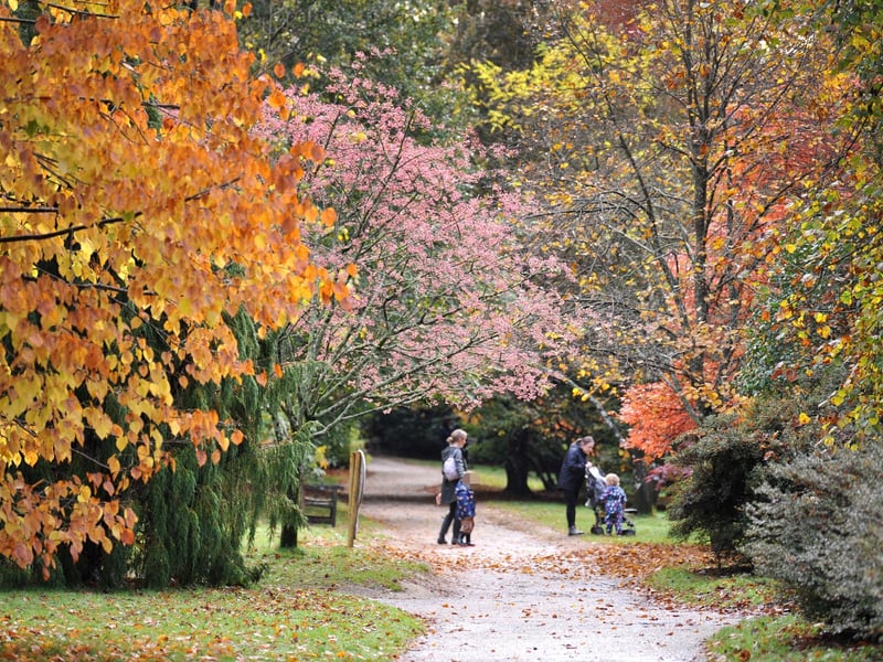 National Trust's beautiful Sheffield Park Gardens near Haywards Heath have long been a favourite with locals looking for autumn colour. The views across the lake are always spectacular.