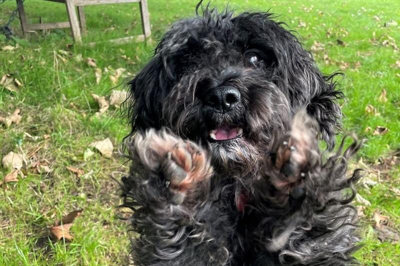 Woody adores the company of his favourite friends but will never be a cuddly 'lap dog' and prefers to interact with his humans by doing fun activities together. He will need a multi-carer home in order to keep up his training and grooming, and he would like access to his own area where he can have his meals and enjoy his favourite things as he does struggle to share. Woody needs to be the only dog in an adult-only home, and requires a garden. His new home must be within two hours of the Shoreham rehoming centre so he can have a few trips to his new home before packing his bags for good.