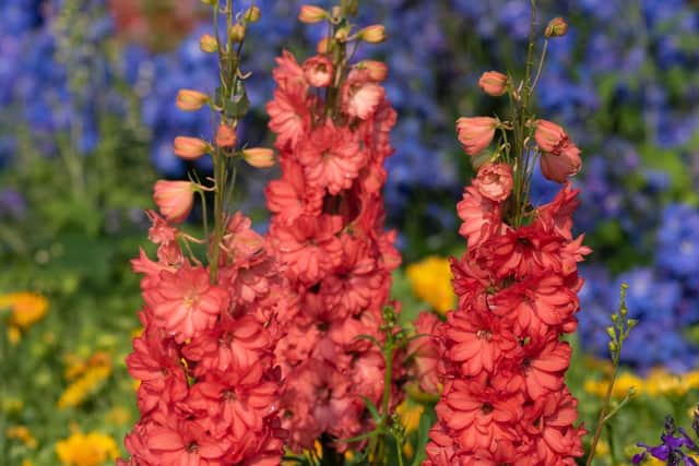 The stunning and unique new Delphinium Red Lark is a free flowering semi-double light red-orange flower