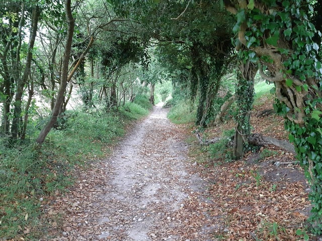 The path takes you through these trees