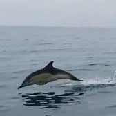 A pod of dolphins were filmed swimming alongside a boat off the Sussex coast. Photo: Still from Iain Barron's video