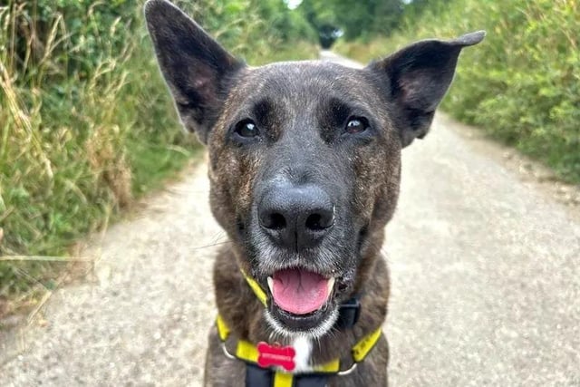 Loveable Lenny is an adorable gentleman who absolutely adores his human pals. He likes to say hello to as many people as possible whilst out on his walks, so that he can receive as much fuss as people are willing to give! Whilst Lenny can be apprehensive when off-lead dogs are bounding over to him, he is happy to walk with calm dogs strolling a few metres away. He is most content with his humans by his side and especially loves to visit the beach and splash about in the water. Lenny needs to be the only pet at home and must live with adults only. A garden of his own to roam about and squeak his toys in is essential.