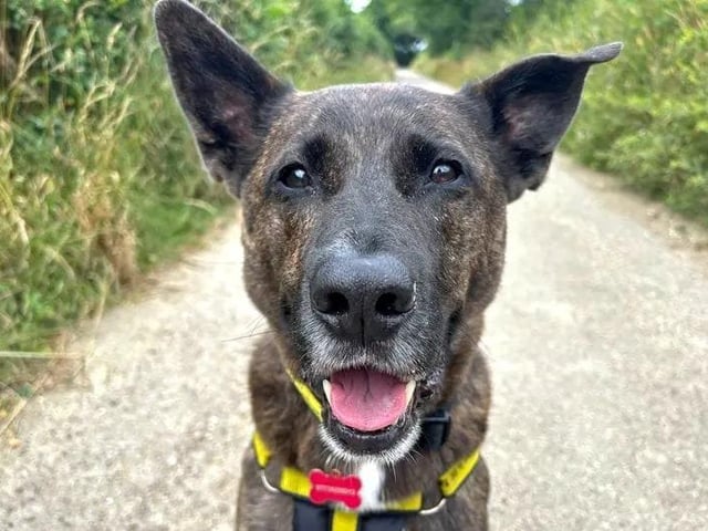 Loveable Lenny is an adorable gentleman who absolutely adores his human pals. He likes to say hello to as many people as possible whilst out on his walks, so that he can receive as much fuss as people are willing to give! Whilst Lenny can be apprehensive when off-lead dogs are bounding over to him, he is happy to walk with calm dogs strolling a few metres away. He is most content with his humans by his side and especially loves to visit the beach and splash about in the water. Lenny needs to be the only pet at home and must live with adults only. A garden of his own to roam about and squeak his toys in is essential.