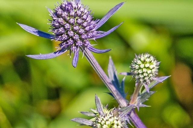 Wildlife in Combe Valley Country Park