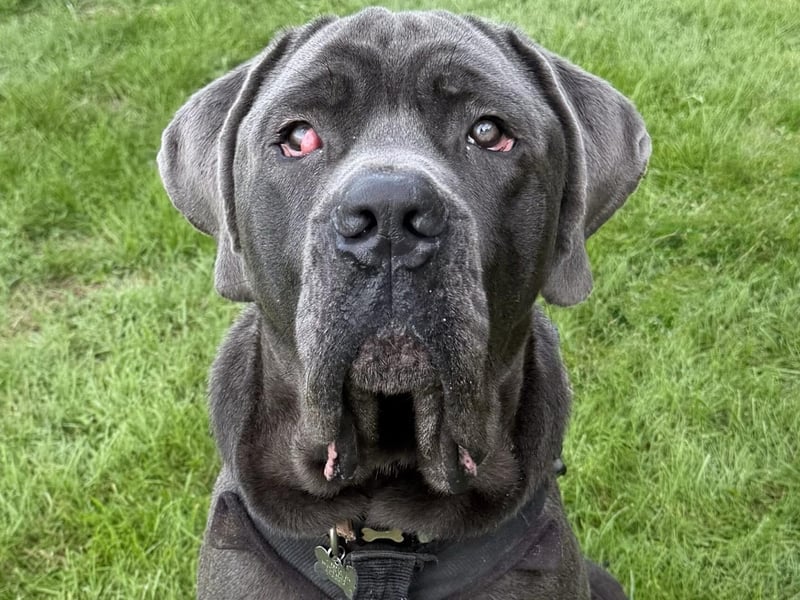Kermit is a friendly boy who enjoys attention. He knows how to sit and walks well on the lead but would benefit from some further training. The RSPCA said he has not been walked much in his previous home. Kermit is a very new arrival who is still being assessed.