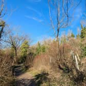 ‘Essential’ tree felling works are taking place in Worthing woodlands impacted by ash dieback. Photo: WBC