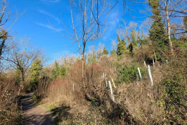 ‘Essential’ tree felling works are taking place in Worthing woodlands impacted by ash dieback. Photo: WBC